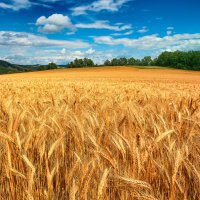 Мисельхоз: В Пермском крае урожайность упала на 10%