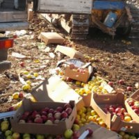 В Перми уничтожили около 4 тонн санкционных яблок из Польши