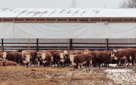 В Прикамье на развитие семейных животноводческих ферм выделят 61,6 млн рублей