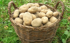 В Прикамье подешевел картофель и подорожали яйца