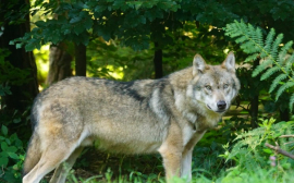 В Прикамье на добычу волков направят 4 млн рублей