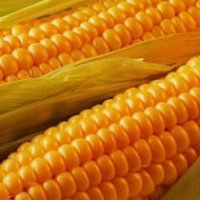 В Пермский край завезли почти 300 тонн зараженной кукурузы