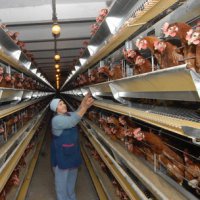 УФАС подозревает  три пермских птицефабрики в ценовом сговоре