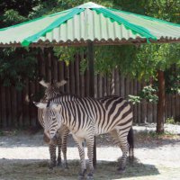 Строительство пермского зоопарка вновь отложено