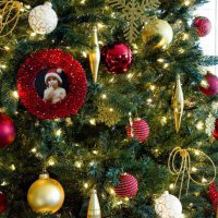 В Перми выбирают новогоднюю елку