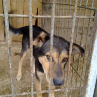 В Перми на содержание бездомных собак выделили 29,9 млн рублей