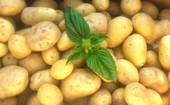 В Прикамье картофель с начала года подорожал на 72,75%