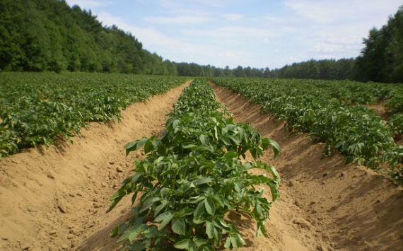 В Прикамье за 10 лет посадки картофеля сократились вдвое