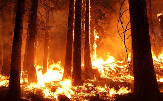 Прикамье получит дополнительные деньги на закупку лесопожарной техники