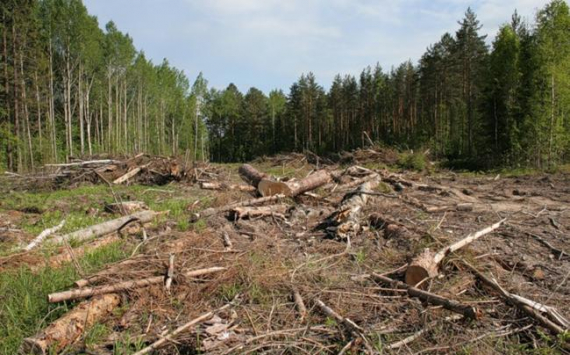 Парламент Пермского края принял в первом чтении систему "Умный лес"