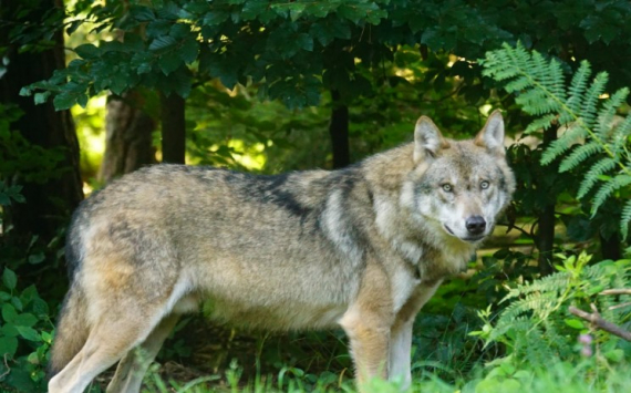В Прикамье на добычу волков направят 4 млн рублей