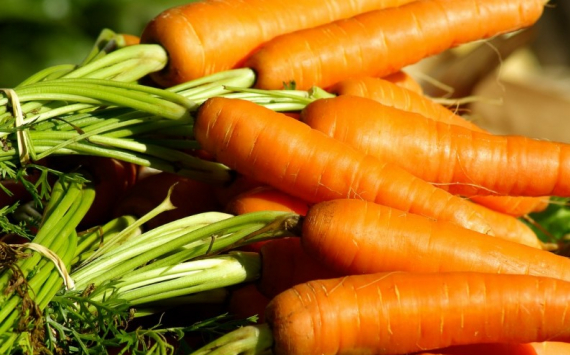 В Перми морковь из-за эпидемии подорожала на 20%