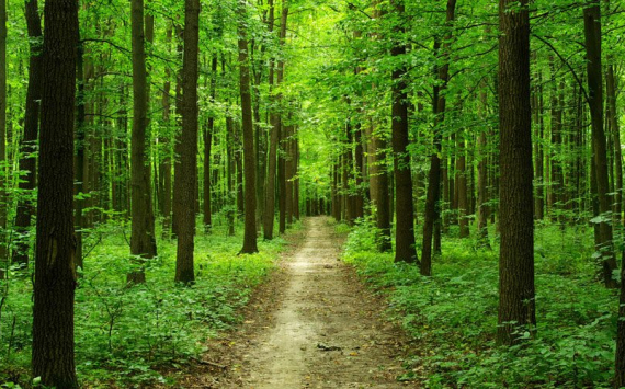 В Перми эколог расскажет о наследии городских лесов