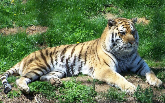 В Перми искусственные скалы в зоопарке установят за 191,5 млн рублей