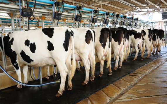 В Кыласовском поселении Прикамья появится крупный молочный комплекс