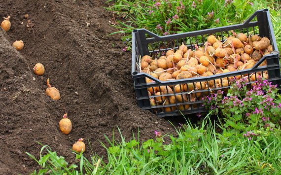 Аграрии Прикамья делают ставку на картофель‍