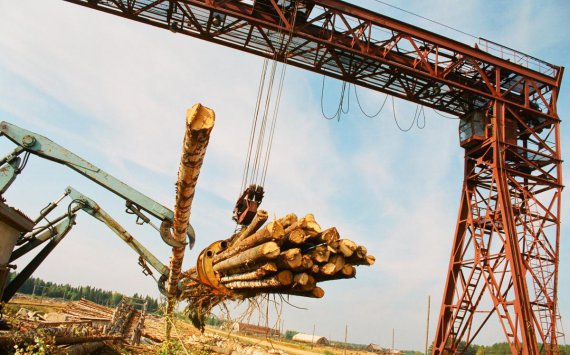 В 2017 году в Прикамье деревьев высадили больше, чем вырубили