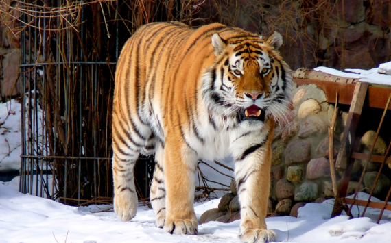 В Перми на переезд зоопарка потратят 128 млн рублей