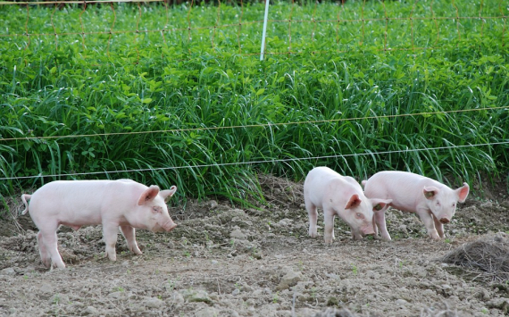 «Пермский свинокомплекс» нарастит объемы производства